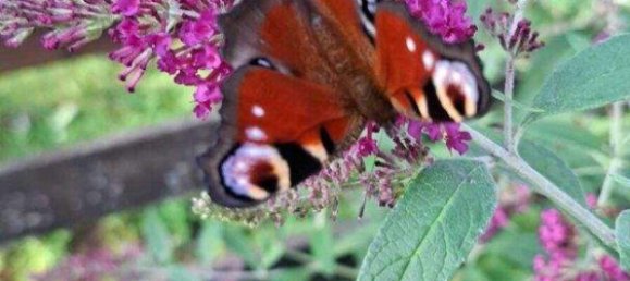 4 rooms House in Golling an der Salzach, Austria No. 256755 12