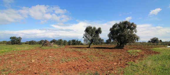 Studio in Ostuni, Italy, Nr. 41658 23
