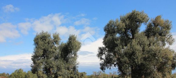 Studio in Ostuni, Italy, Nr. 41658 3