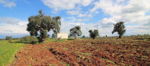 Studio in Ostuni, Italy, Nr. 41658 19