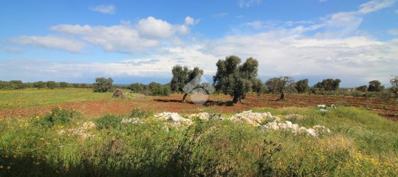 Studio in Ostuni, Italy, Nr. 41658 21