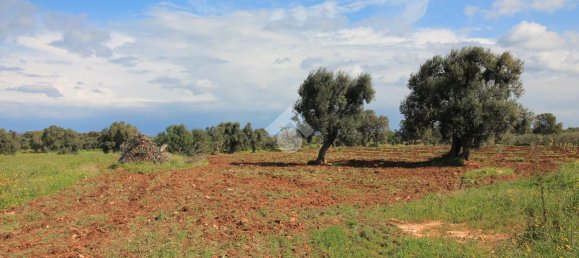 Studio in Ostuni, Italy, Nr. 41658 20