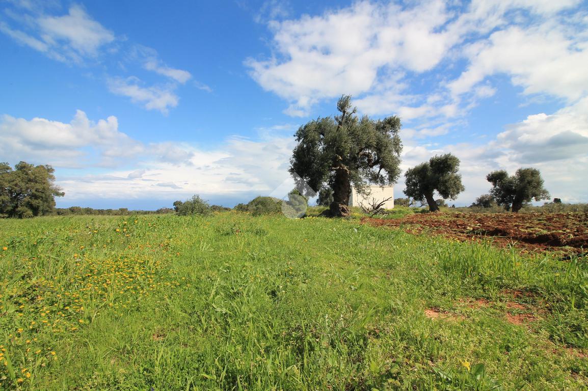 Studio in Ostuni, Italy, Nr. 41658