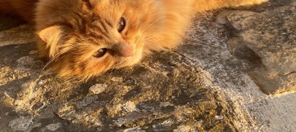 14-Zimmer Haus in Subbiano, Italy, Nr. 44940 44