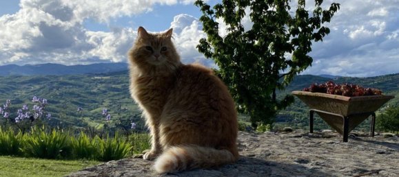 14-Zimmer Haus in Subbiano, Italy, Nr. 44940 34