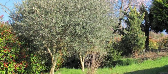 Villa de 5 habitaciónes en Golferenzo, Italy No. 30191 16