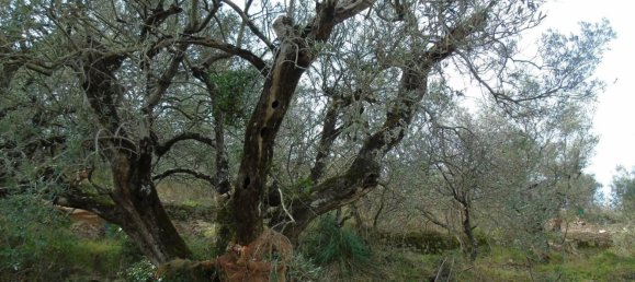 Земельный участок 5000м² в Сан Мауро Чиленто, Италия № 297059 7