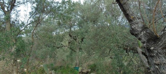 Земельный участок 5000м² в Сан Мауро Чиленто, Италия № 297059 4