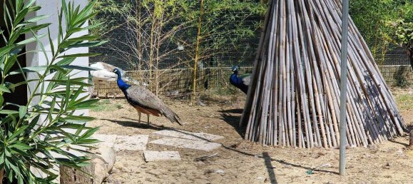 Villa de 11 divisões em Forlì, Italy N.º 126002 19