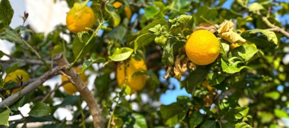 3 Schlafzimmer Haus in Alicante, Spain, Nr. 177183 45