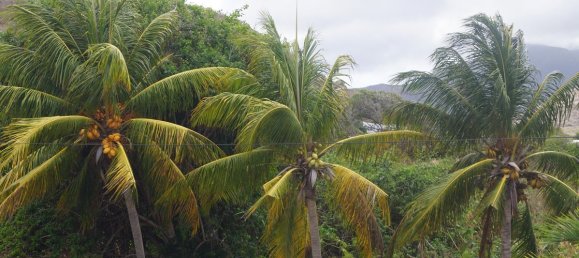 4 غرف نوم فيلا في Basseterre, Saint Kitts and Nevis رقم 21 13