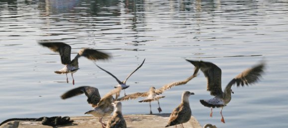 Terrain à Marbella, Spain No. 129762 22