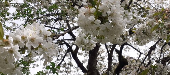 Grundstück in Krenglbach, Austria 777m², Nr. 162425 14