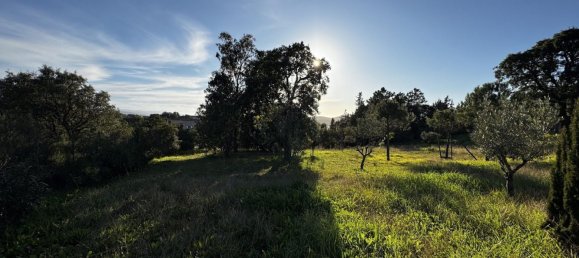 Terrain à Cuttoli-Corticchiato, France 1634m² No. 113757 4