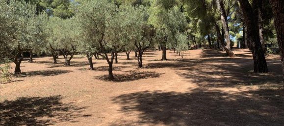 5 chambres Propriété commerciale à Chalkidiki, Greece No. 4660 29