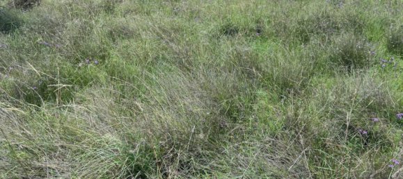 Haus in Rosenthal Heights, Australia, Nr. 896 7