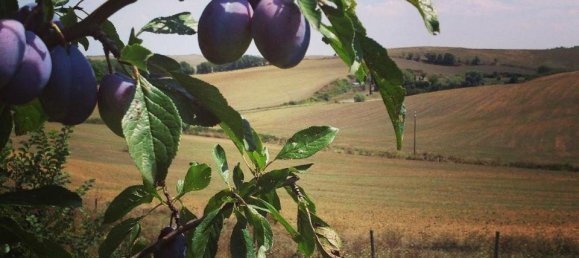 Grundstück in Sovicille, Italy 2300000m², Nr. 79362 2