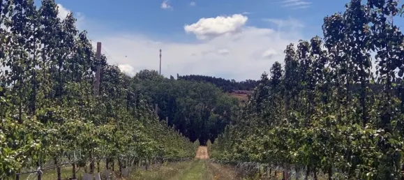 12 غرف نوم منزل في Torres Vedras, Portugal رقم 54384 19