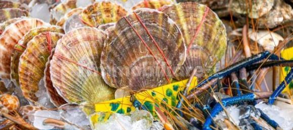 2-Zimmer Gewerbliche Immobilie in Savona, Italy, Nr. 189146 25