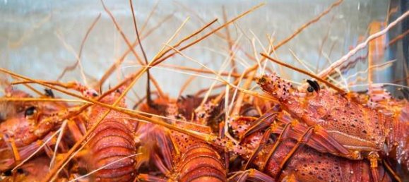 2-Zimmer Gewerbliche Immobilie in Savona, Italy, Nr. 189146 37