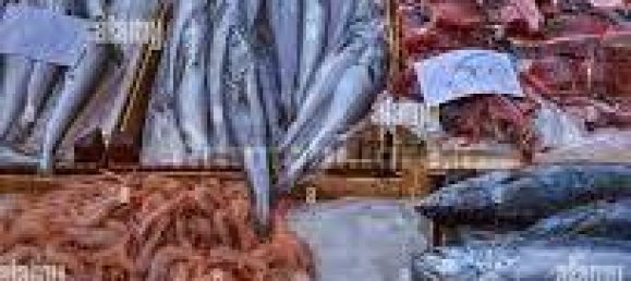 2-Zimmer Gewerbliche Immobilie in Savona, Italy, Nr. 189146 5