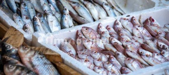 2-Zimmer Gewerbliche Immobilie in Savona, Italy, Nr. 189146 10