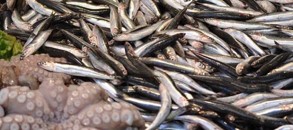 2-Zimmer Gewerbliche Immobilie in Savona, Italy, Nr. 189146 42