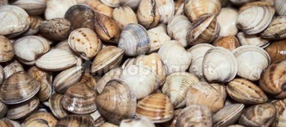 2-Zimmer Gewerbliche Immobilie in Savona, Italy, Nr. 189146 19