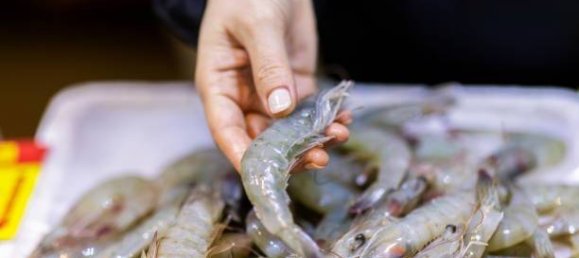 2-Zimmer Gewerbliche Immobilie in Savona, Italy, Nr. 189146 33