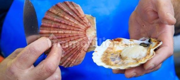 2-Zimmer Gewerbliche Immobilie in Savona, Italy, Nr. 189146 45