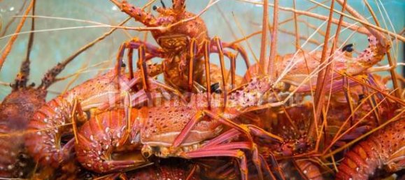 2-Zimmer Gewerbliche Immobilie in Savona, Italy, Nr. 189146 44