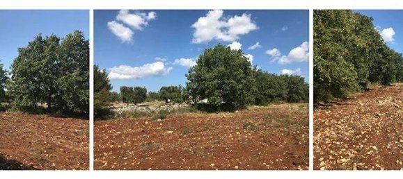 Grundstück in Carovigno, Italy 8300m², Nr. 30167 5