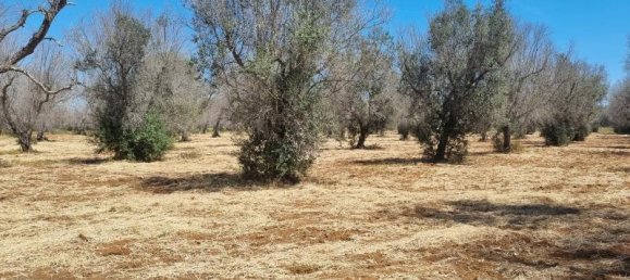 2-salle Maison à Squinzano, Italy No. 233028 9