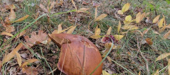 3 bedrooms Bungalow in Barnim, Germany No. 265261 7