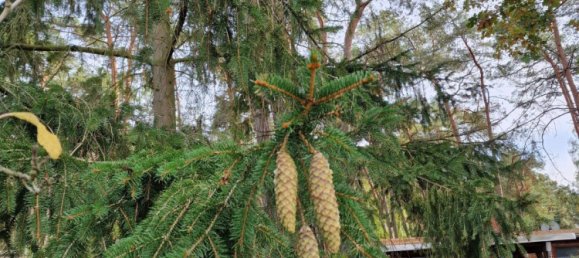 3 bedrooms Bungalow in Barnim, Germany No. 265261 5