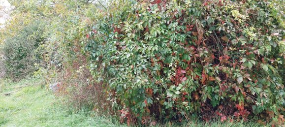 Terreno em Petzenkirchen, Austria N.º 63919 10