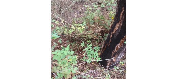 2 bedrooms House in Esperanca, Portugal No. 160783 34