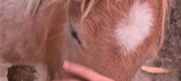 3 Schlafzimmer Haus in Uckermark, Germany, Nr. 316431 15