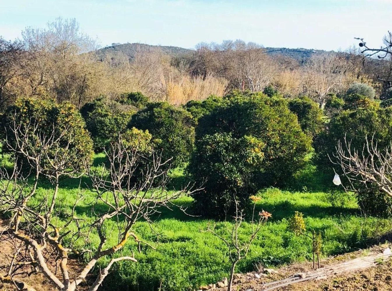  قطعة أرض في Paderne, Portugal رقم 295316