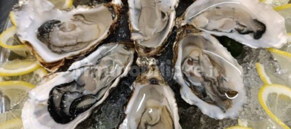 Gewerbliche Immobilie in Pianoro, Italy 300m², Nr. 296424 14