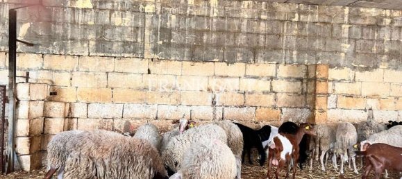 3 bedrooms Farm in Marsaskala, Malta No. 1113 4