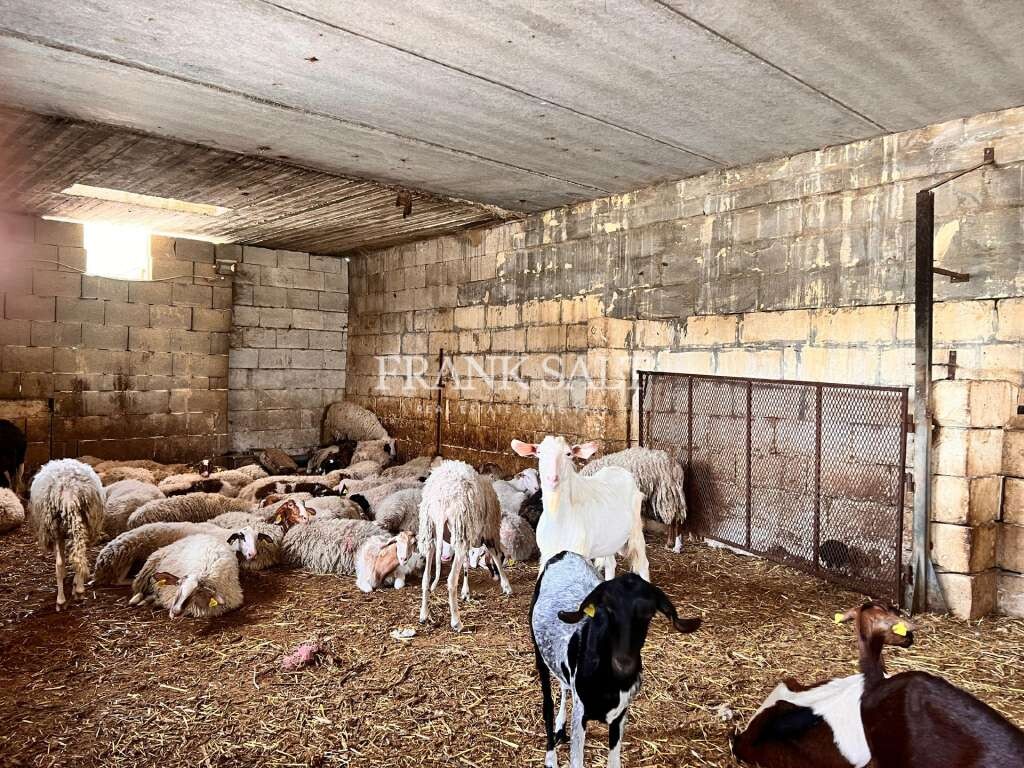 3 bedrooms Farm in Marsaskala, Malta No. 1113