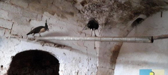 6 غرف نوم منزل في San Vito dei Normanni, Italy رقم 230262 4