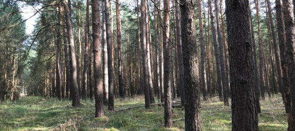 Terreno em Magdeburg, Germany N.º 258212 2