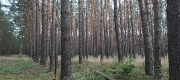 Terreno em Magdeburg, Germany N.º 258212 3