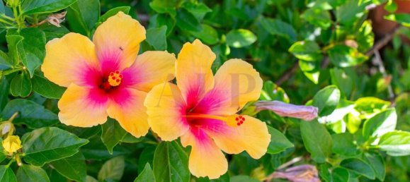 4 bedrooms Villa in Lagos, Portugal No. 257793 46