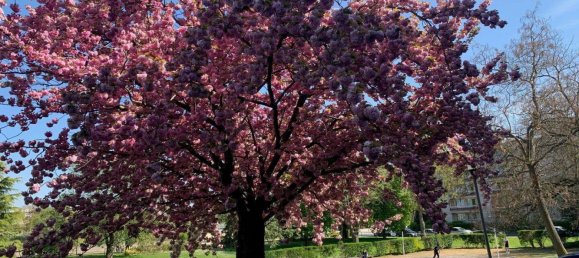 3 bedrooms Apartment in Le Pecq, France No. 333859 7