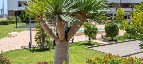 3 Schlafzimmer Penthouse in Dehesa De Campoamor, Spain, Nr. 188095 36