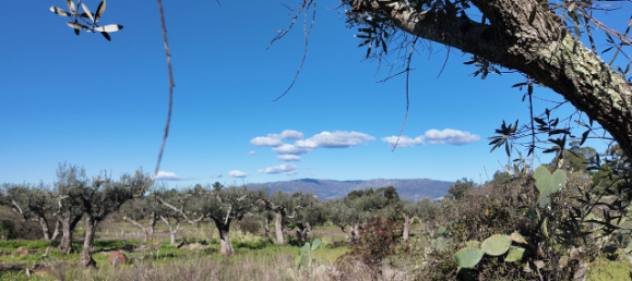  قطعة أرض في Orca, Portugal رقم 250202 8