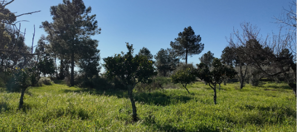  قطعة أرض في Orca, Portugal رقم 250202 11